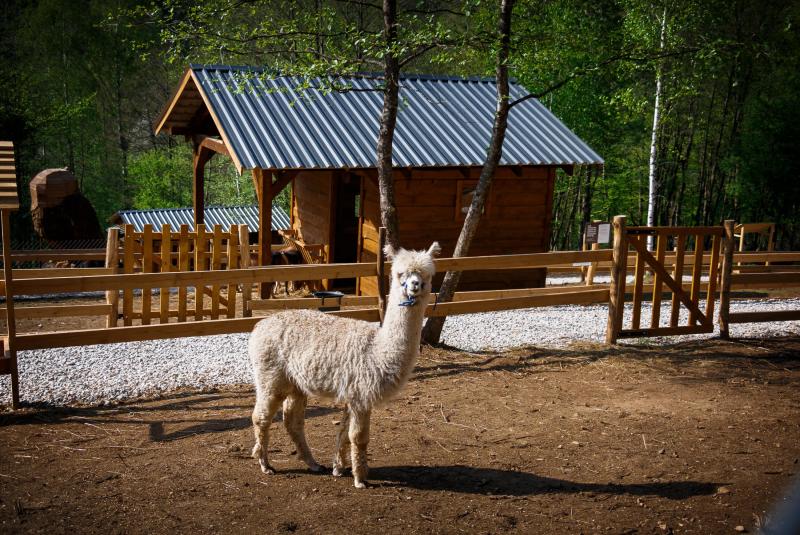 MiniZoo s alpakami, minikoníkmi, poníkmi, ovečkami a miniprasiatkom